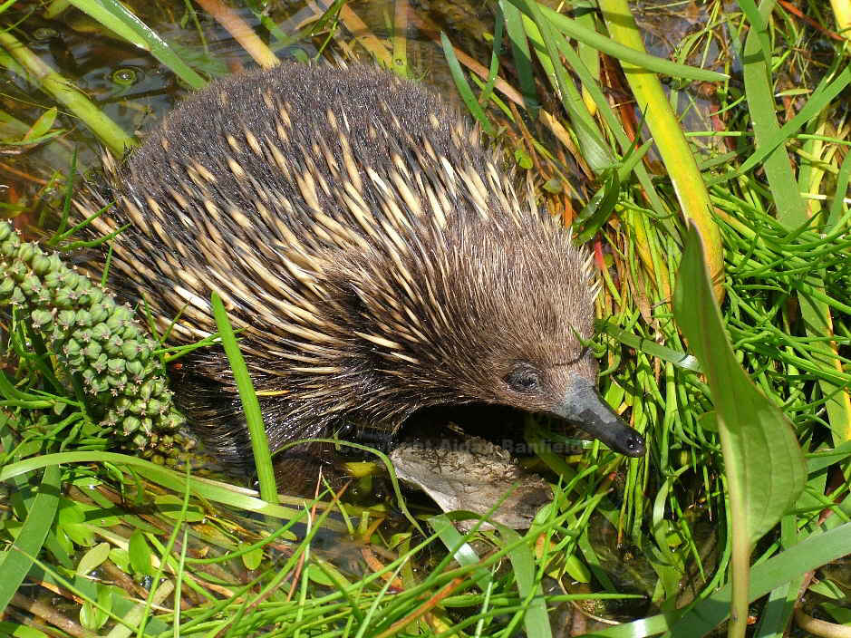 Stone Rechage Pond at Grampians Paradise Camping and Caravan Parkland Echidna in wetland at Grampians Paradise